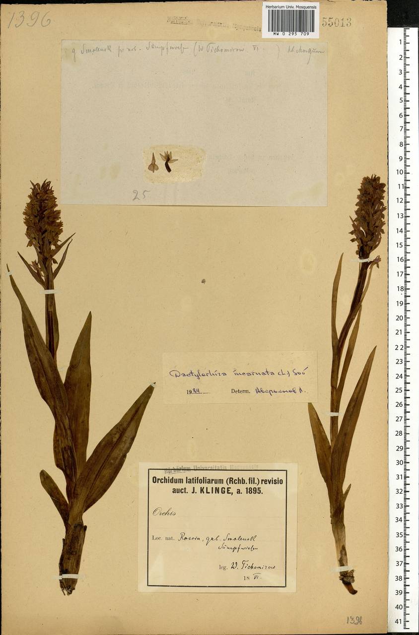 Dactylorhiza incarnata (L.) Soó, Eastern Europe, Western region (E3) (Russia)