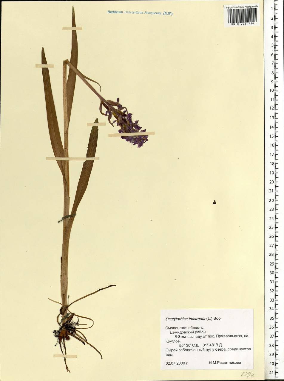 Dactylorhiza incarnata (L.) Soó, Eastern Europe, Western region (E3) (Russia)