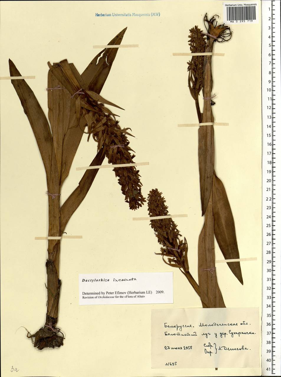 Dactylorhiza incarnata (L.) Soó, Eastern Europe, Belarus (E3a) (Belarus)