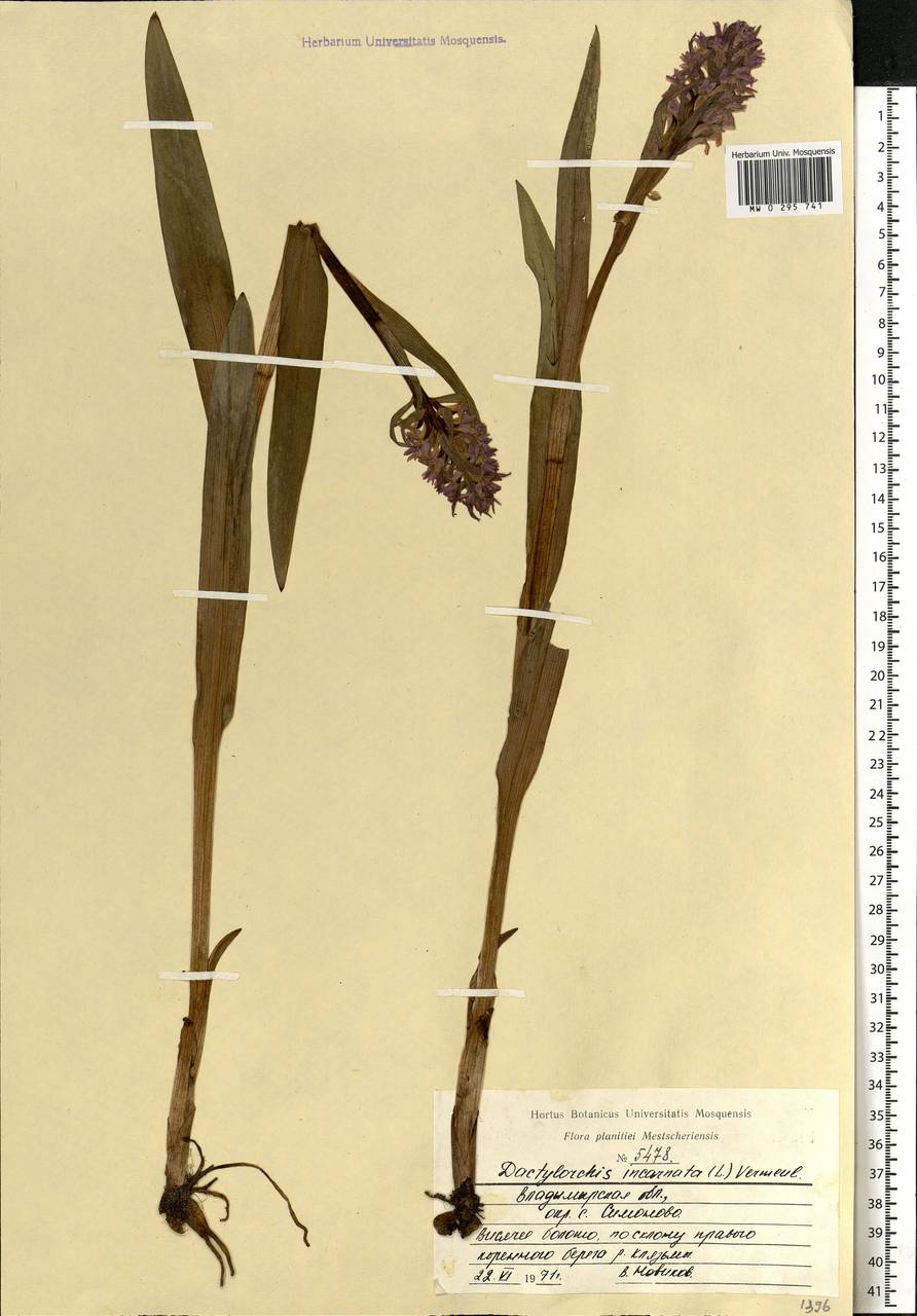 Dactylorhiza incarnata (L.) Soó, Eastern Europe, Central region (E4) (Russia)