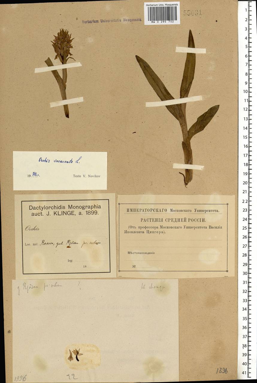 Dactylorhiza incarnata (L.) Soó, Eastern Europe, Central region (E4) (Russia)