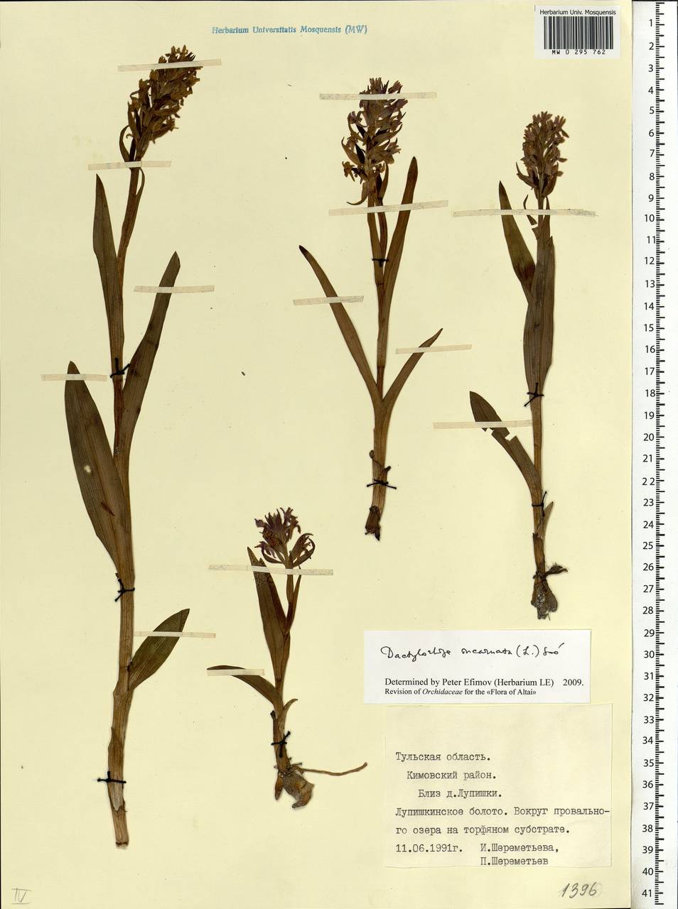 Dactylorhiza incarnata (L.) Soó, Eastern Europe, Central region (E4) (Russia)