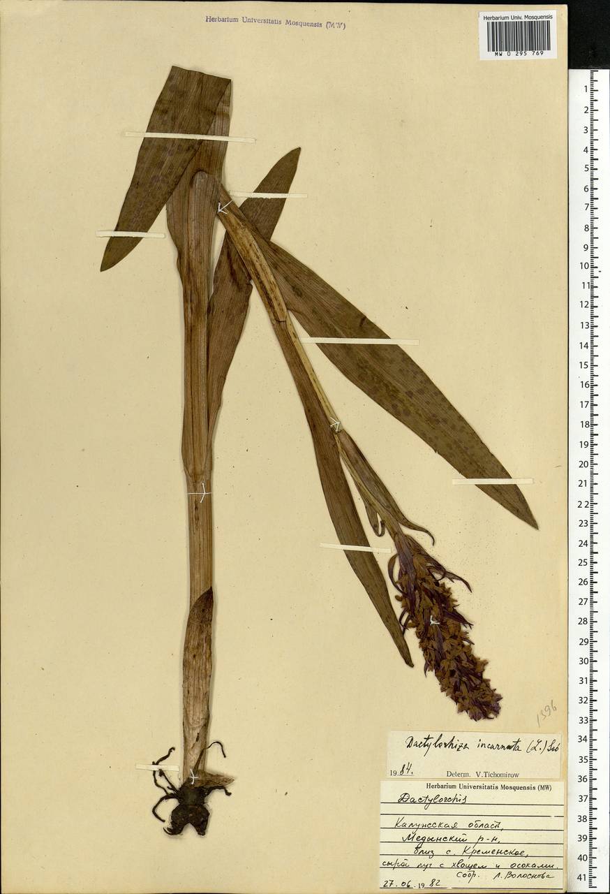 Dactylorhiza incarnata (L.) Soó, Eastern Europe, Central region (E4) (Russia)