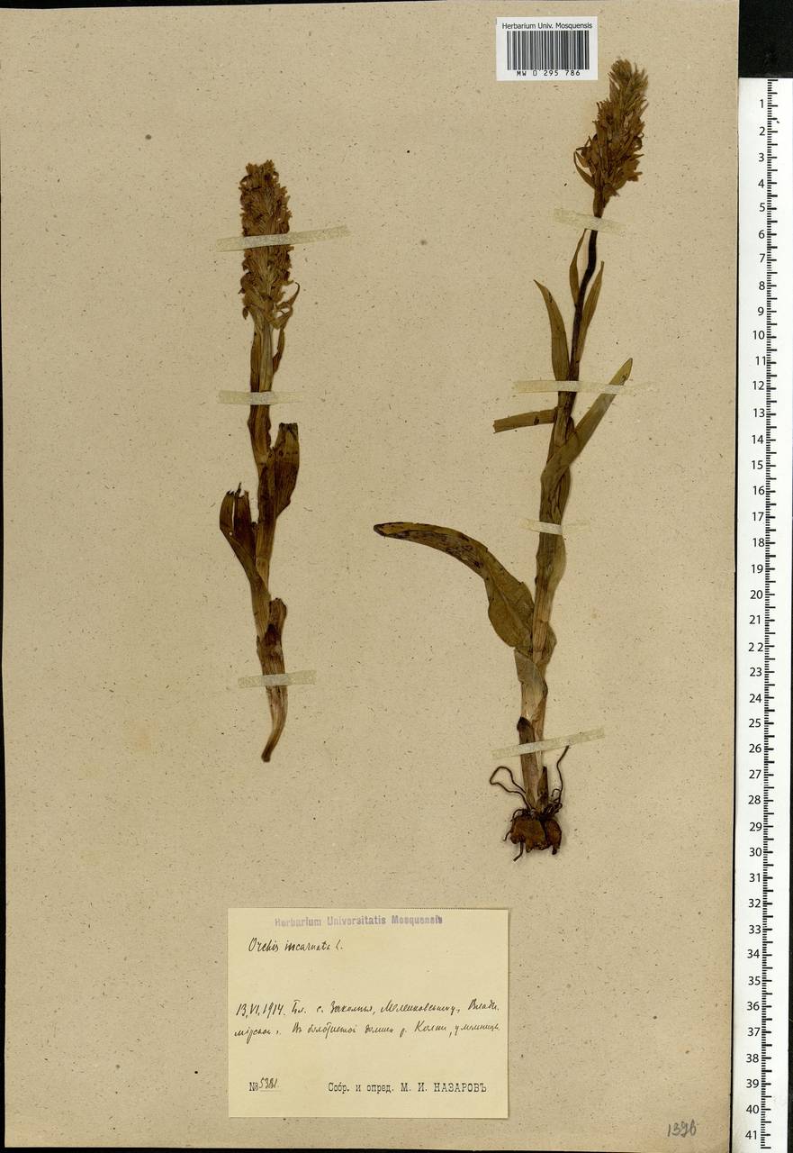 Dactylorhiza incarnata (L.) Soó, Eastern Europe, Central region (E4) (Russia)