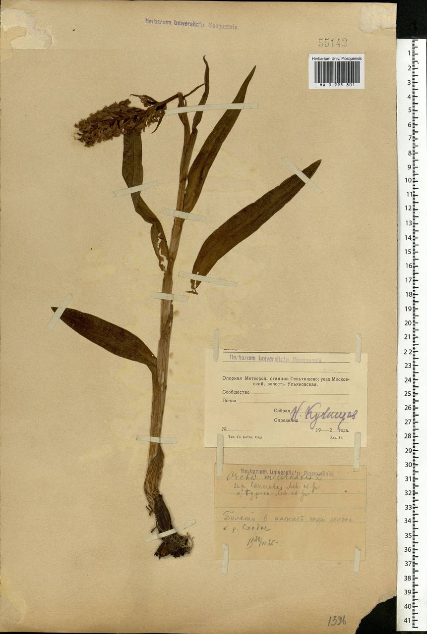 Dactylorhiza incarnata (L.) Soó, Eastern Europe, Moscow region (E4a) (Russia)