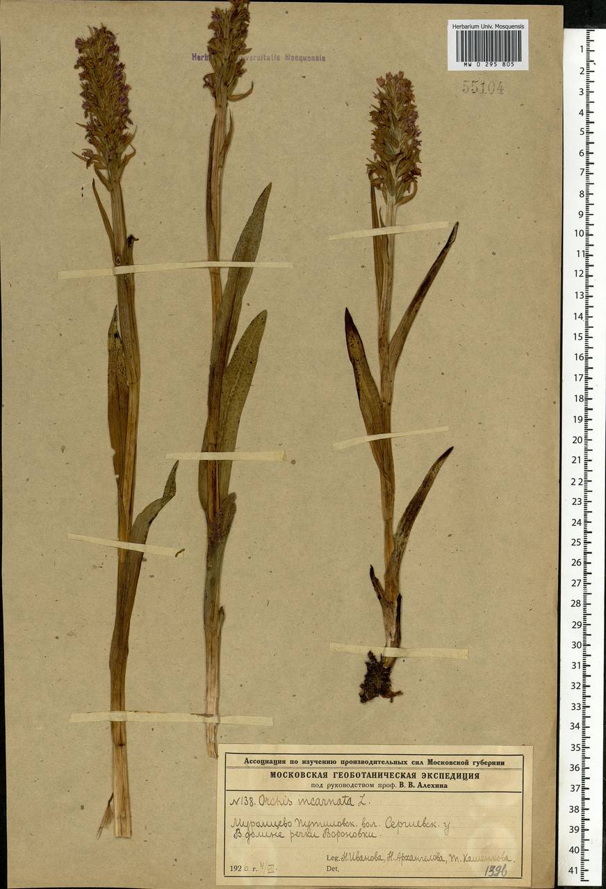 Dactylorhiza incarnata (L.) Soó, Eastern Europe, Moscow region (E4a) (Russia)