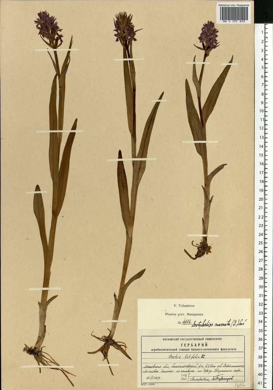 Dactylorhiza incarnata (L.) Soó, Eastern Europe, Moscow region (E4a) (Russia)