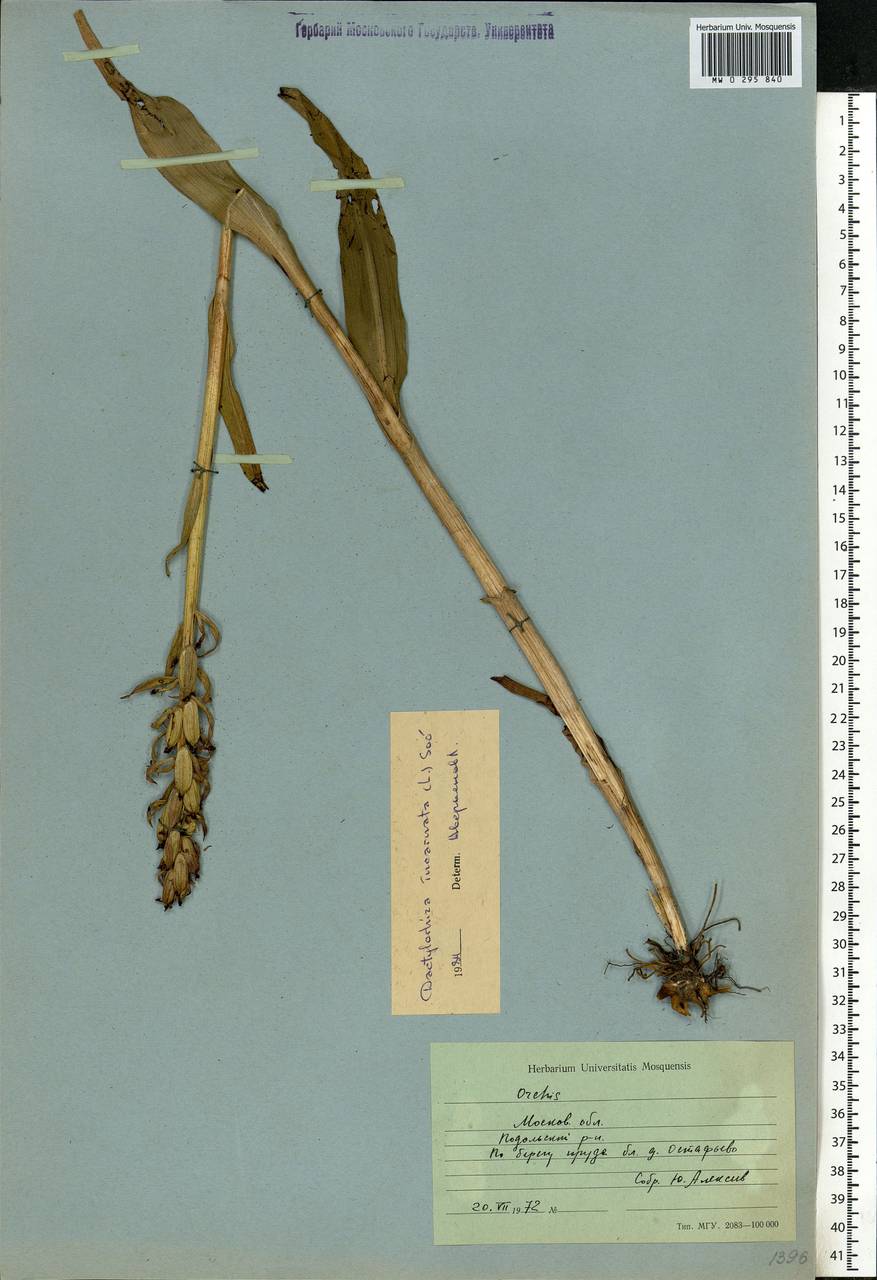 Dactylorhiza incarnata (L.) Soó, Eastern Europe, Moscow region (E4a) (Russia)