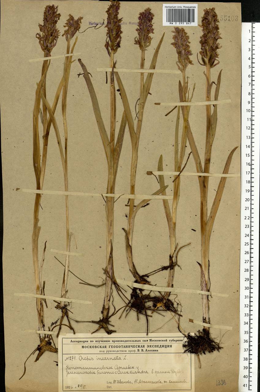 Dactylorhiza incarnata (L.) Soó, Eastern Europe, Moscow region (E4a) (Russia)