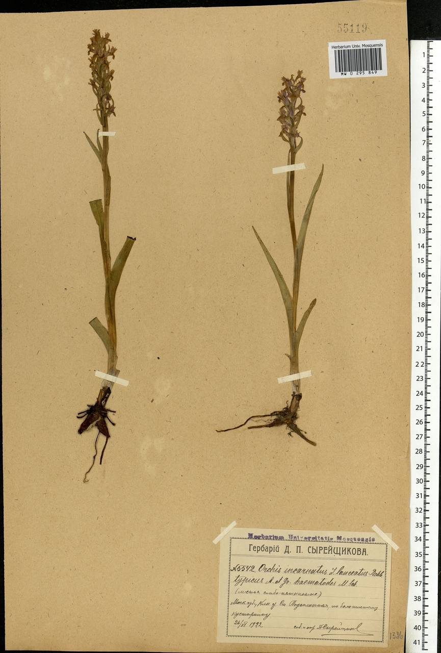 Dactylorhiza incarnata (L.) Soó, Eastern Europe, Moscow region (E4a) (Russia)