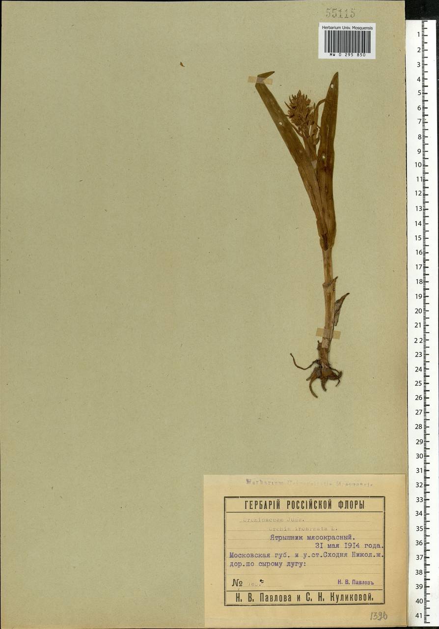 Dactylorhiza incarnata (L.) Soó, Eastern Europe, Moscow region (E4a) (Russia)