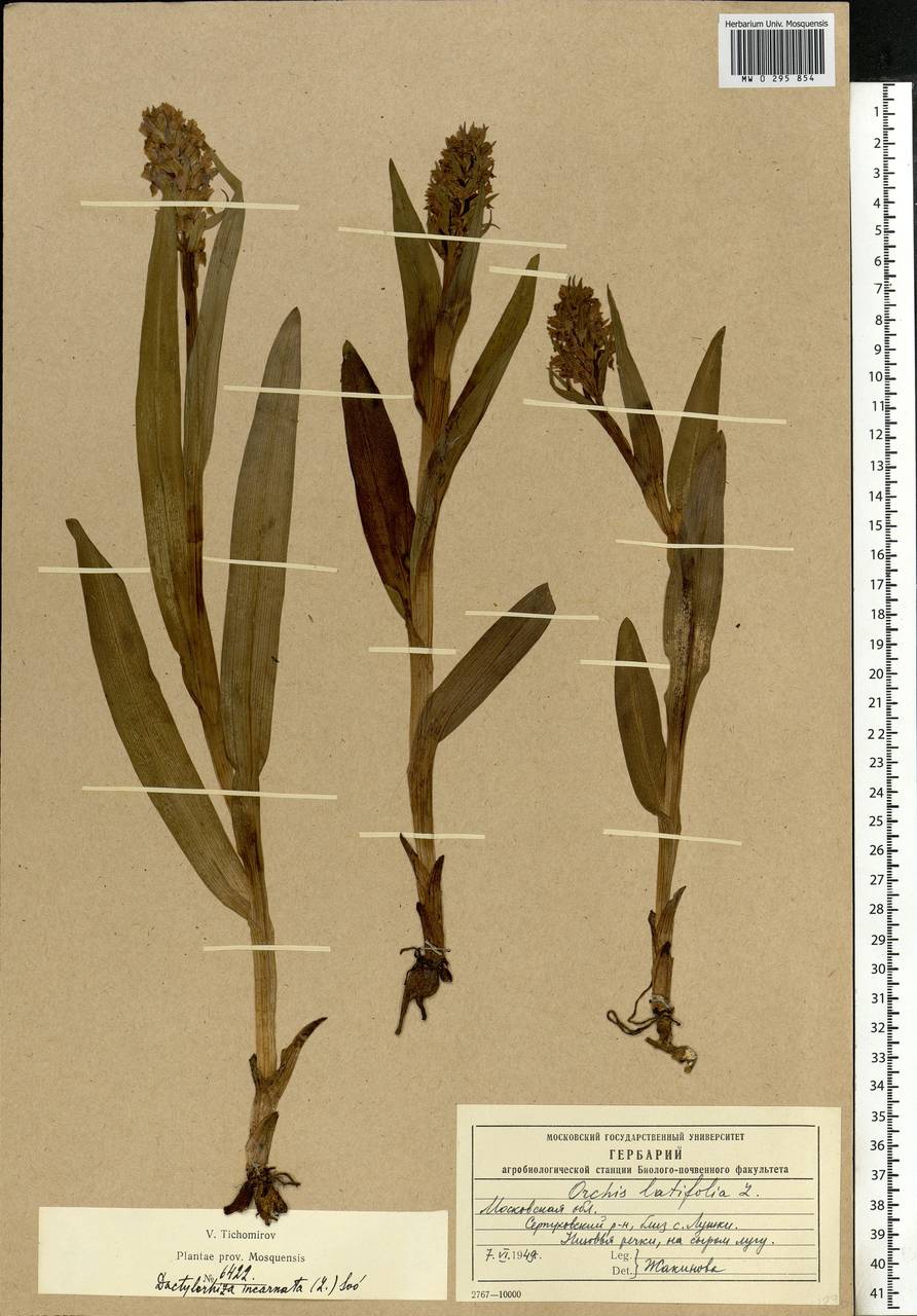 Dactylorhiza incarnata (L.) Soó, Eastern Europe, Moscow region (E4a) (Russia)