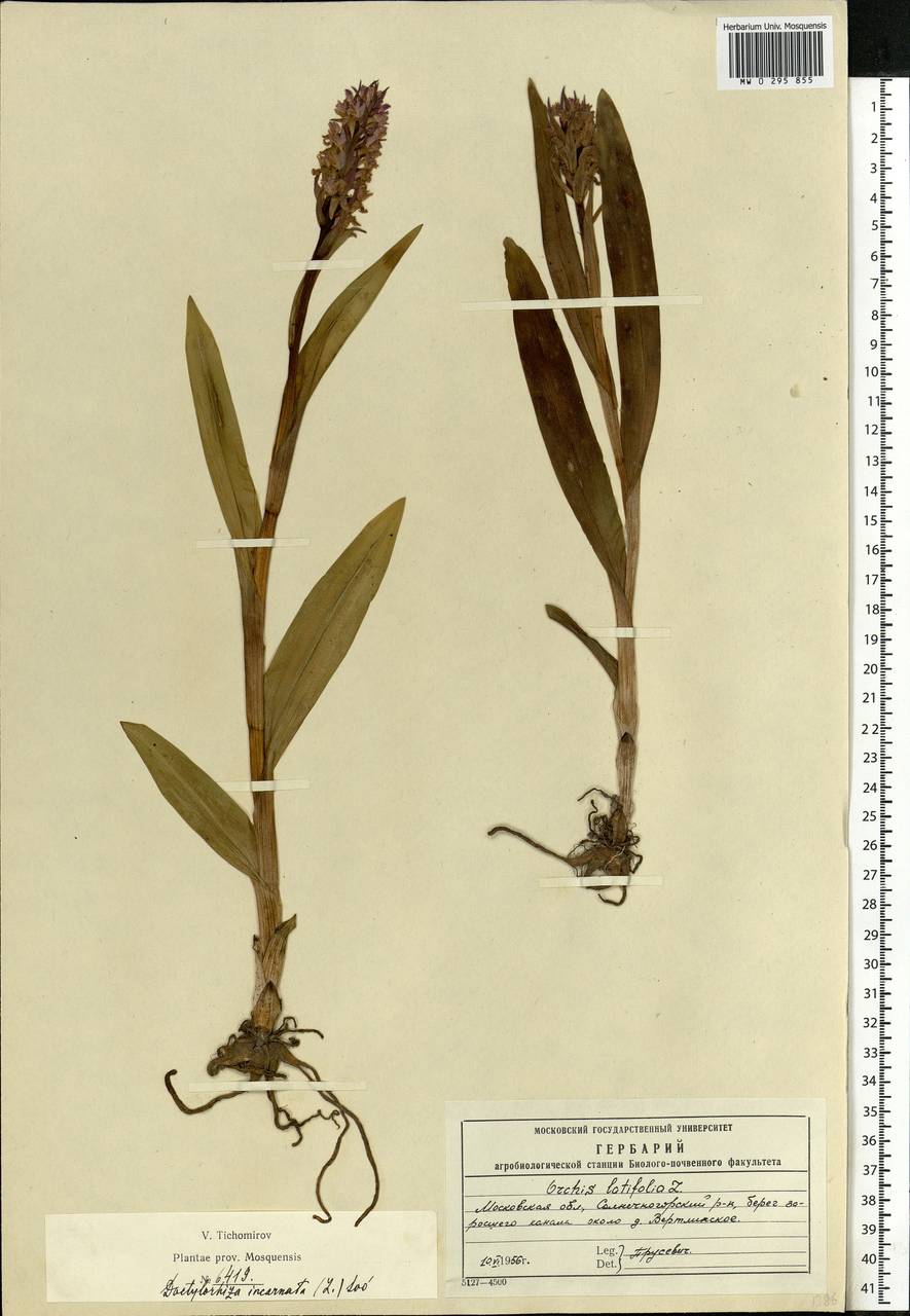 Dactylorhiza incarnata (L.) Soó, Eastern Europe, Moscow region (E4a) (Russia)
