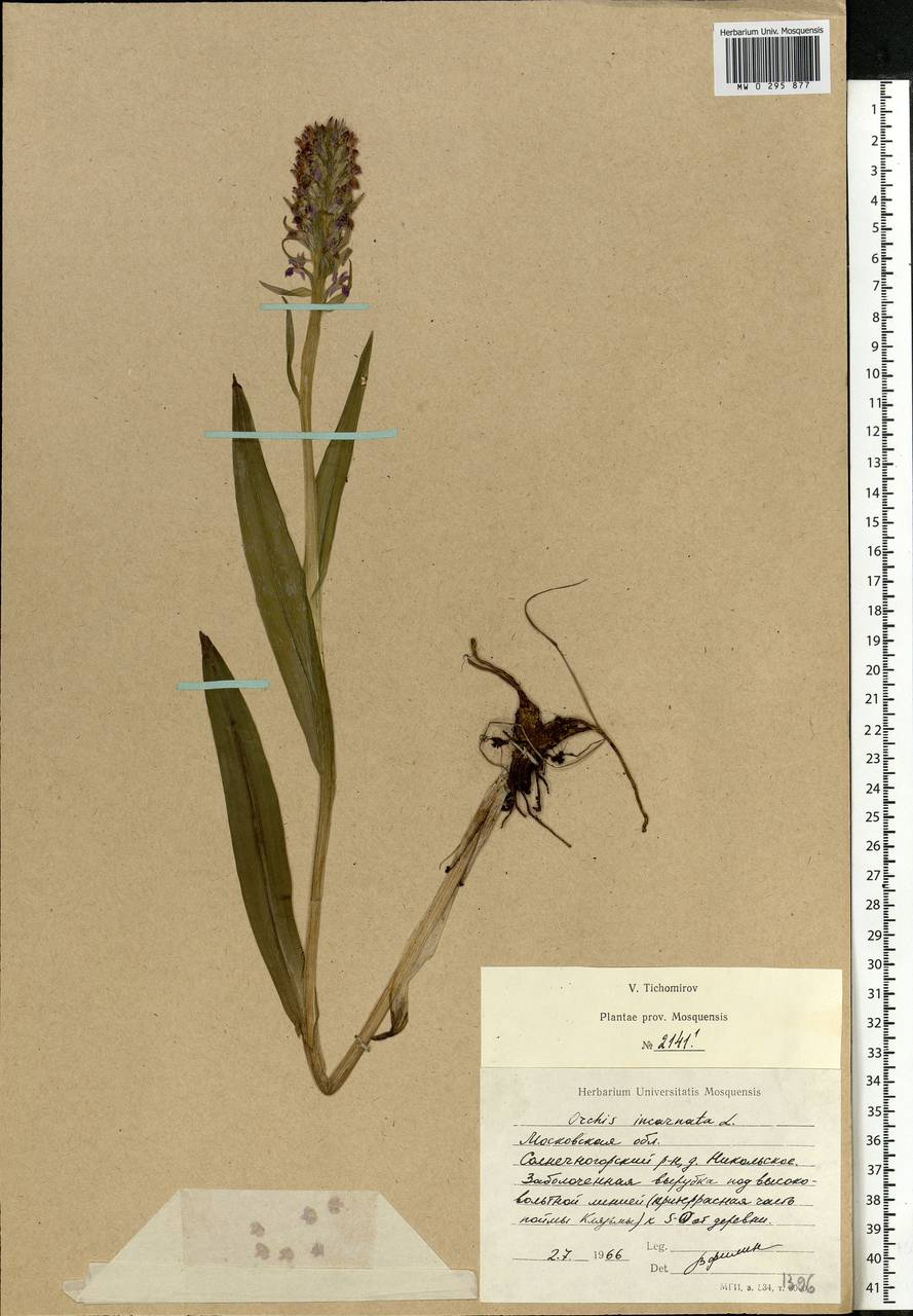 Dactylorhiza incarnata (L.) Soó, Eastern Europe, Moscow region (E4a) (Russia)