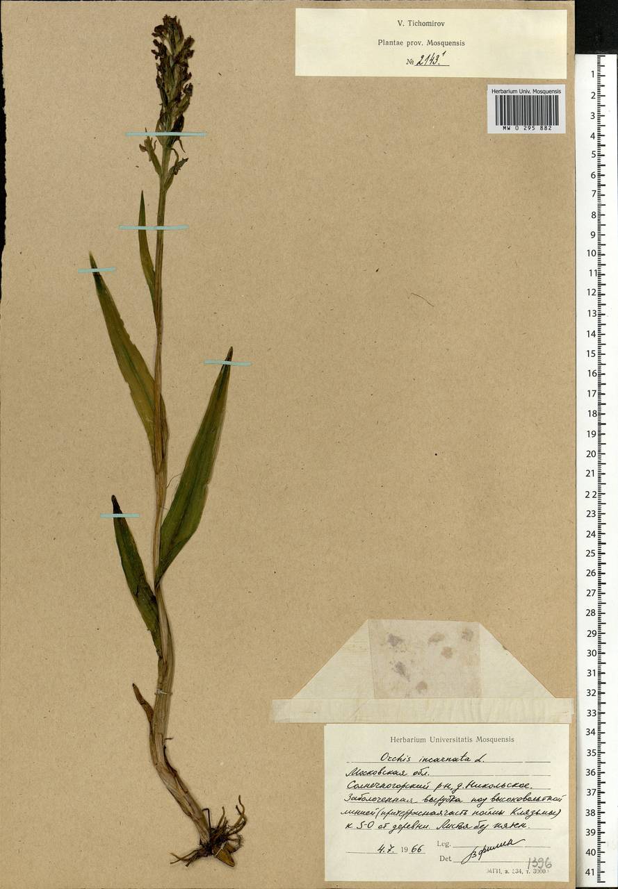 Dactylorhiza incarnata (L.) Soó, Eastern Europe, Moscow region (E4a) (Russia)