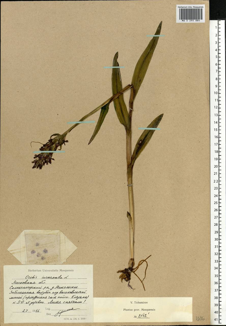 Dactylorhiza incarnata (L.) Soó, Eastern Europe, Moscow region (E4a) (Russia)