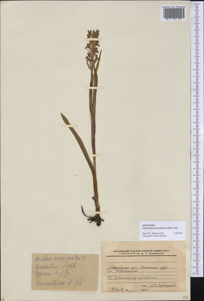 Dactylorhiza majalis subsp. lapponica (Laest. ex Hartm.) H.Sund., Eastern Europe, Moscow region (E4a) (Russia)