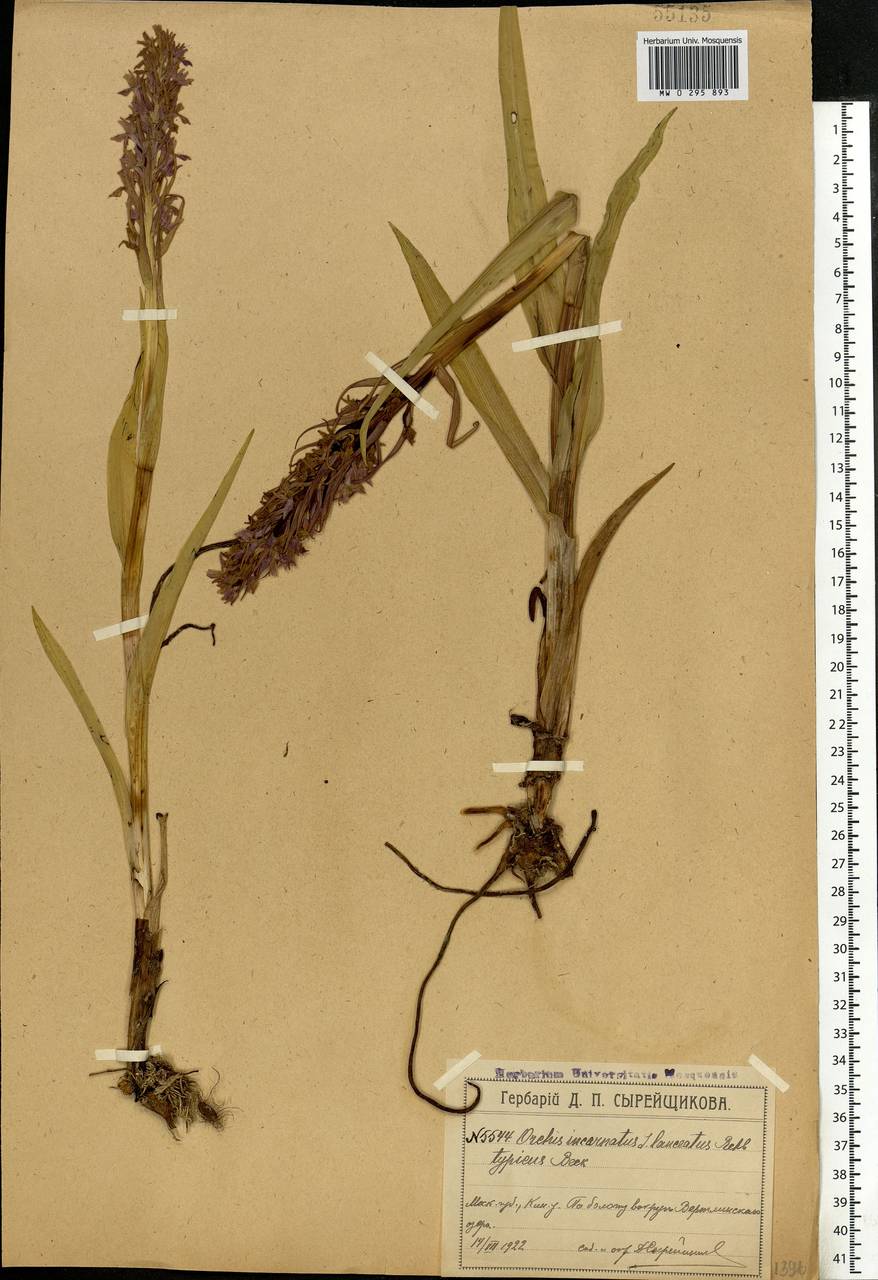 Dactylorhiza incarnata (L.) Soó, Eastern Europe, Moscow region (E4a) (Russia)