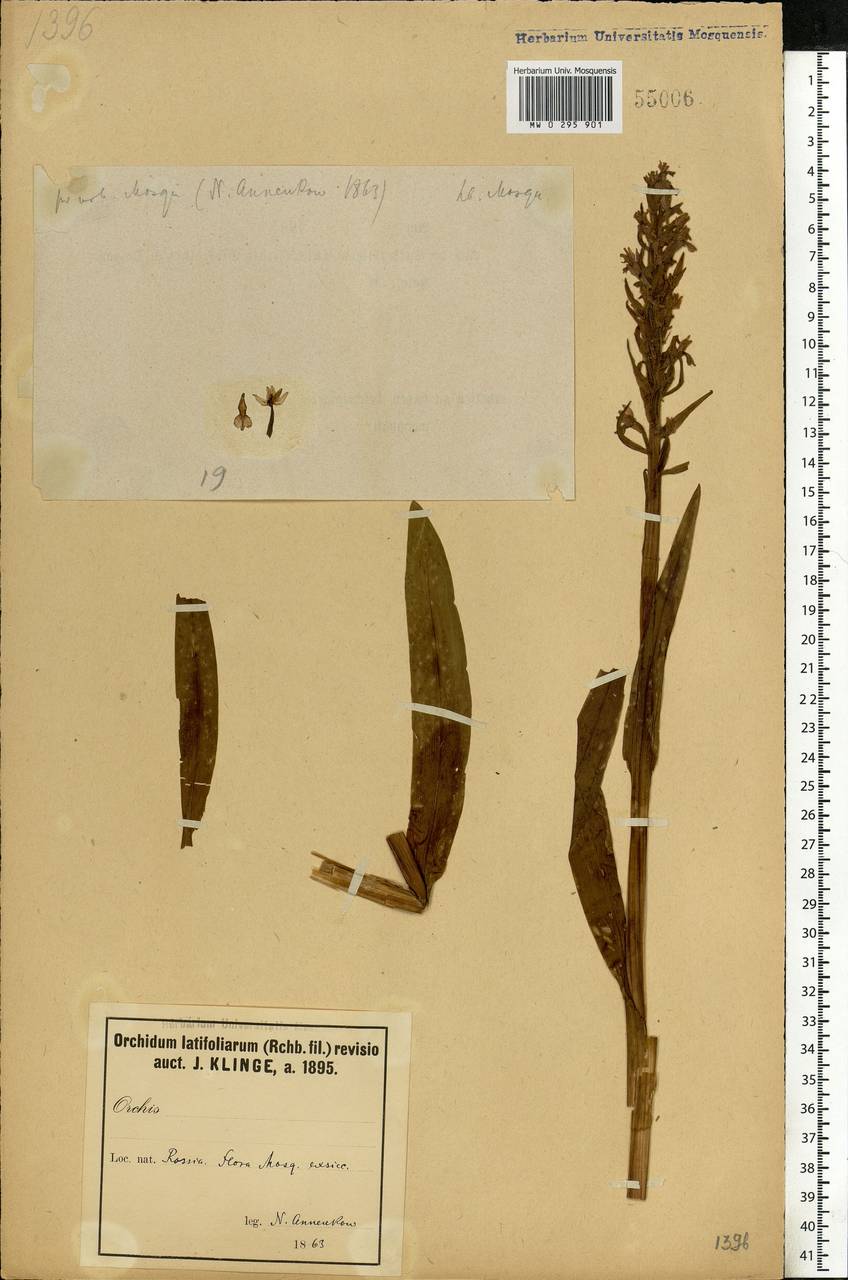 Dactylorhiza incarnata (L.) Soó, Eastern Europe, Moscow region (E4a) (Russia)