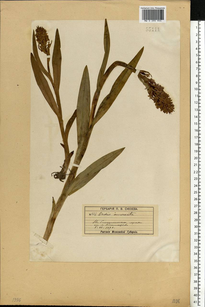Dactylorhiza incarnata (L.) Soó, Eastern Europe, Moscow region (E4a) (Russia)