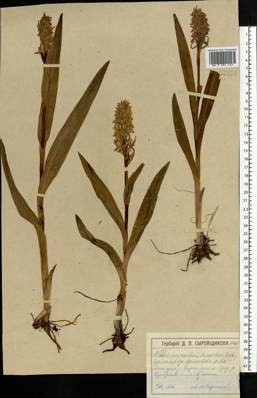 Dactylorhiza incarnata (L.) Soó, Eastern Europe, Moscow region (E4a) (Russia)