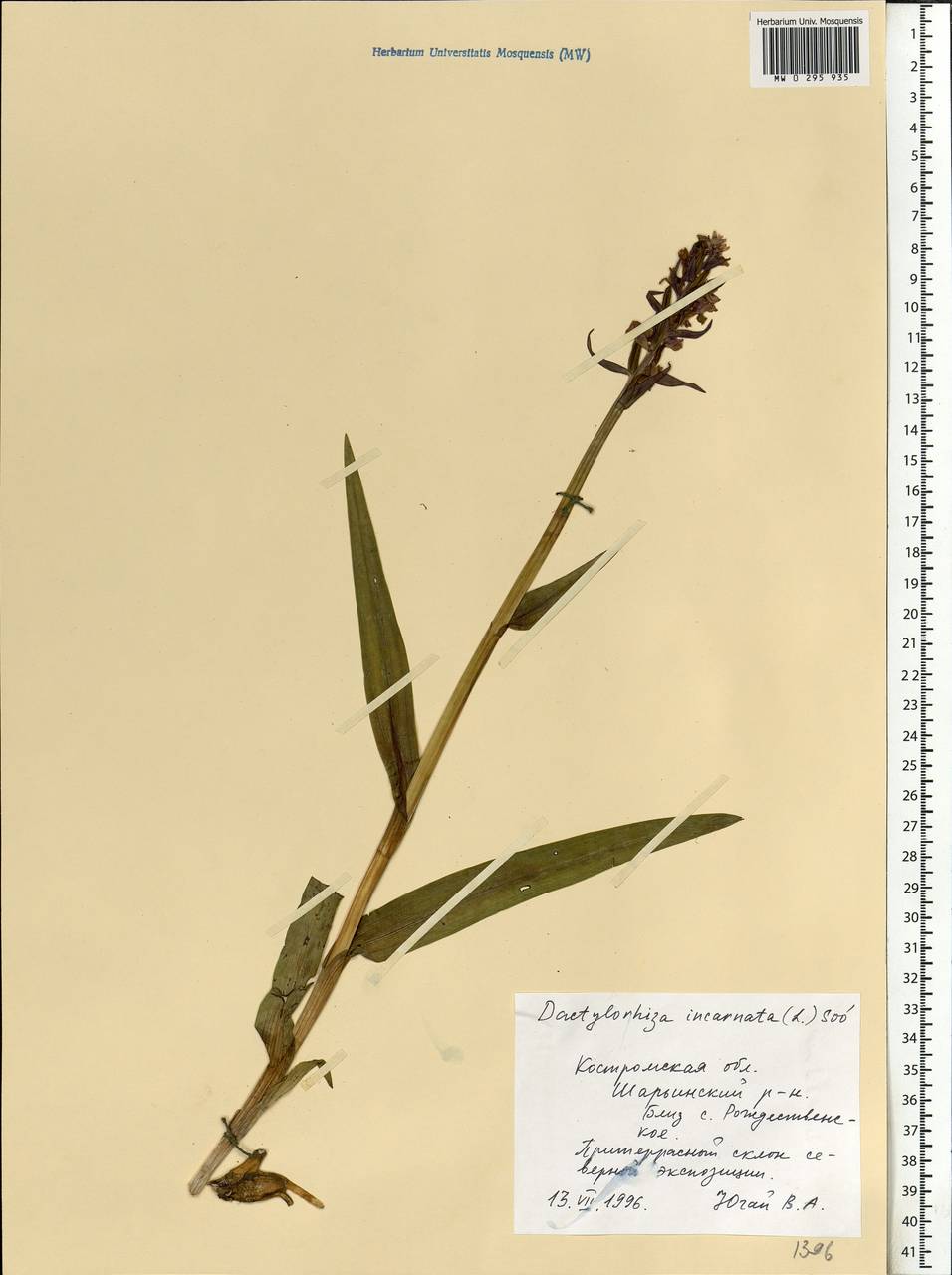 Dactylorhiza incarnata (L.) Soó, Eastern Europe, Central forest region (E5) (Russia)