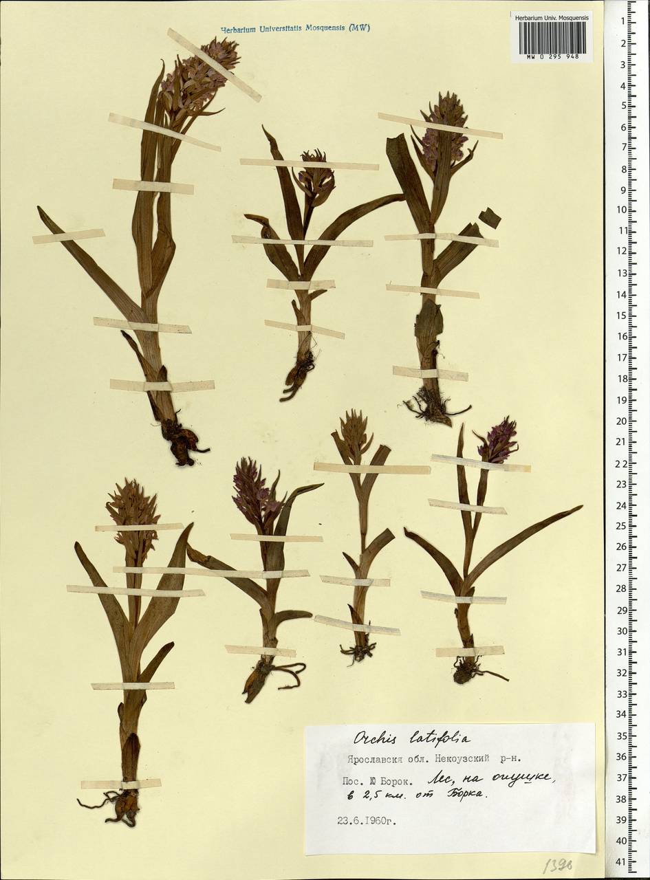 Dactylorhiza incarnata (L.) Soó, Eastern Europe, Central forest region (E5) (Russia)