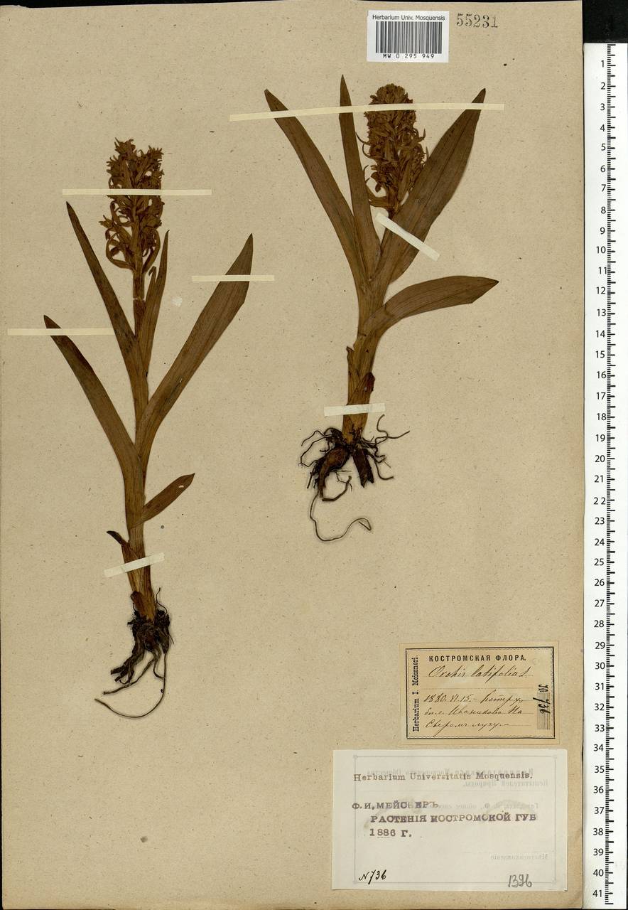Dactylorhiza incarnata (L.) Soó, Eastern Europe, Central forest region (E5) (Russia)