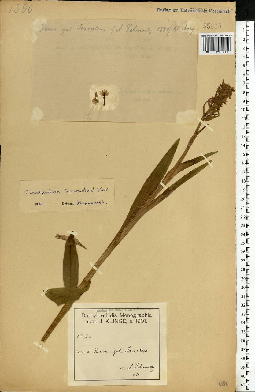 Dactylorhiza incarnata (L.) Soó, Eastern Europe, Central forest region (E5) (Russia)