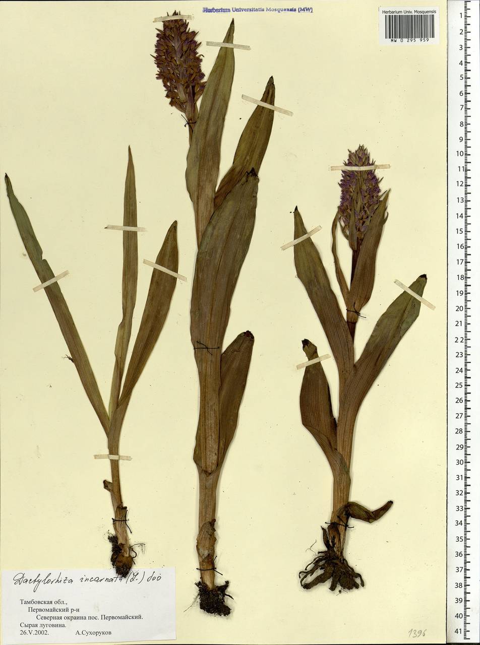 Dactylorhiza incarnata (L.) Soó, Eastern Europe, Central forest-and-steppe region (E6) (Russia)
