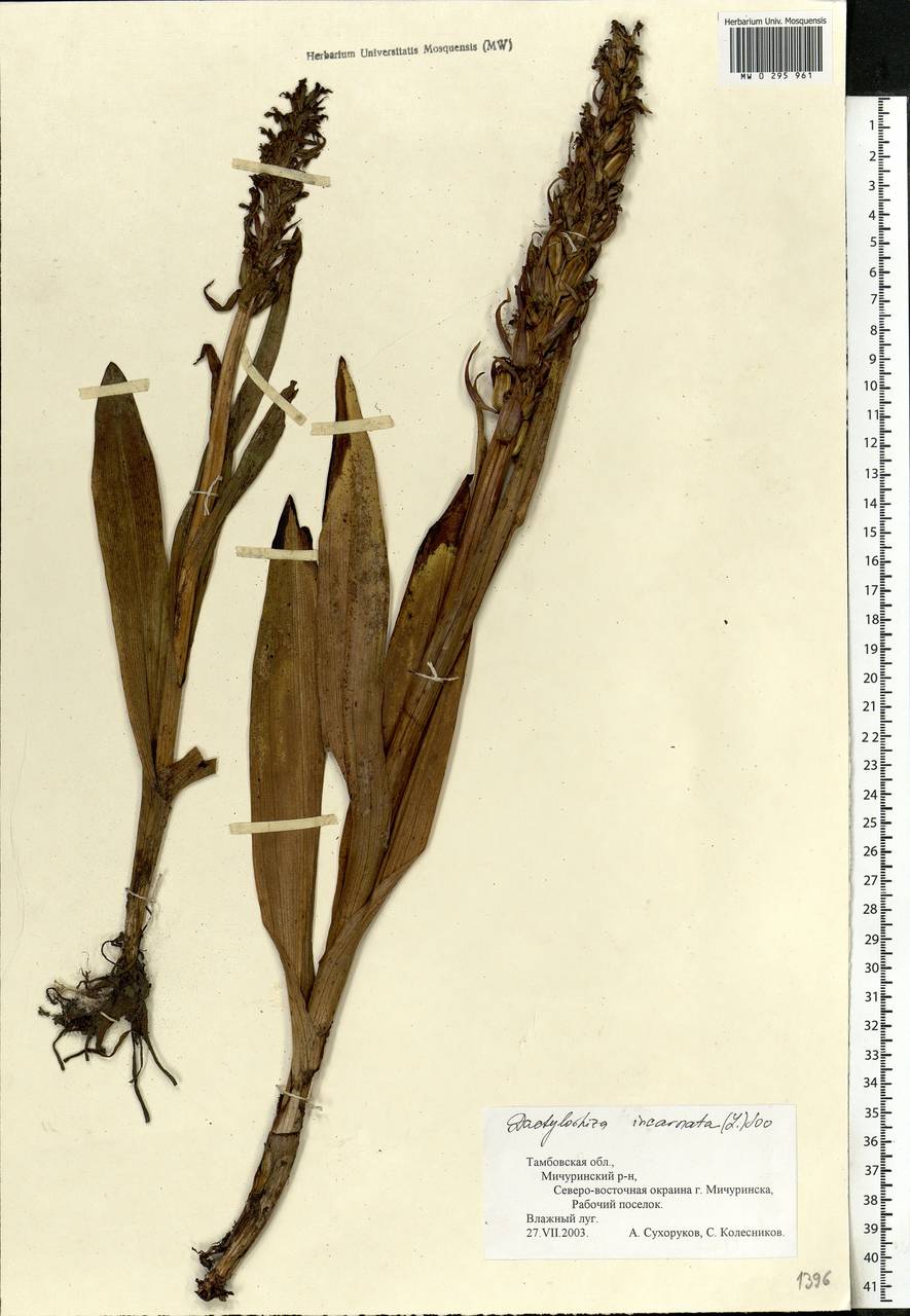 Dactylorhiza incarnata (L.) Soó, Eastern Europe, Central forest-and-steppe region (E6) (Russia)