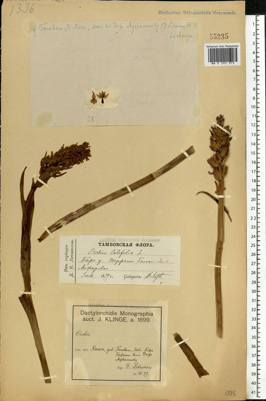 Dactylorhiza incarnata (L.) Soó, Eastern Europe, Central forest-and-steppe region (E6) (Russia)