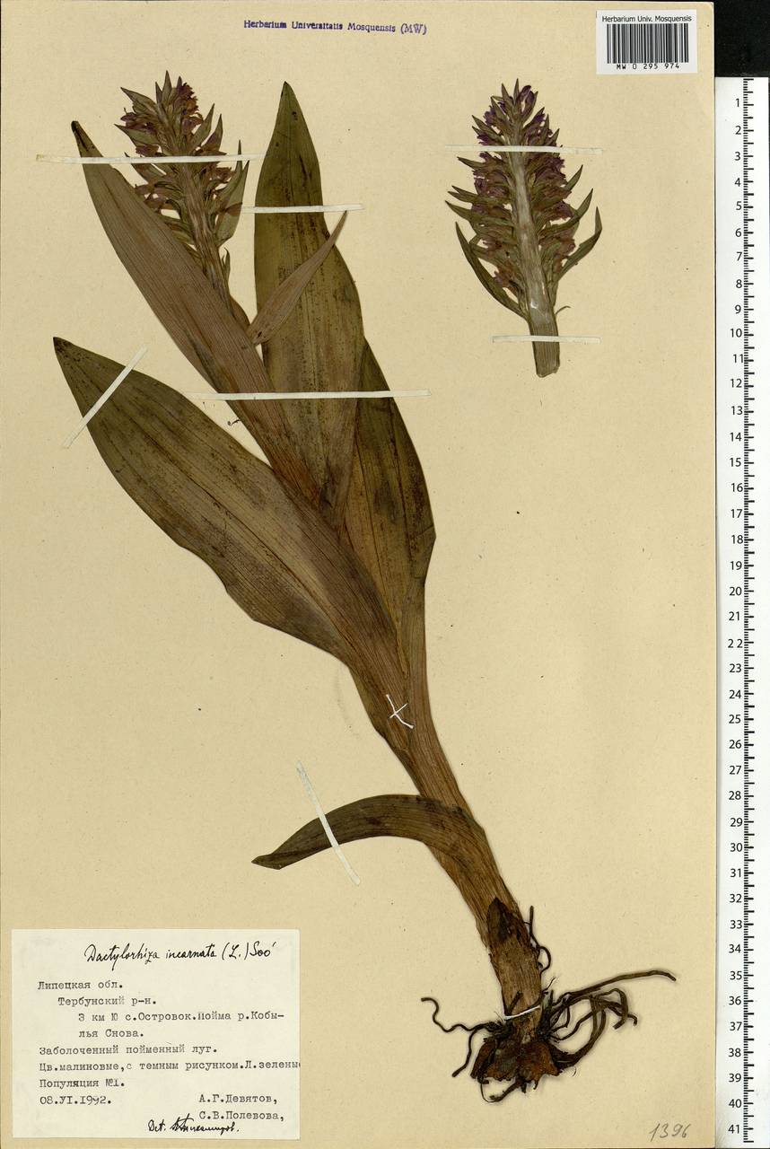 Dactylorhiza incarnata (L.) Soó, Eastern Europe, Central forest-and-steppe region (E6) (Russia)