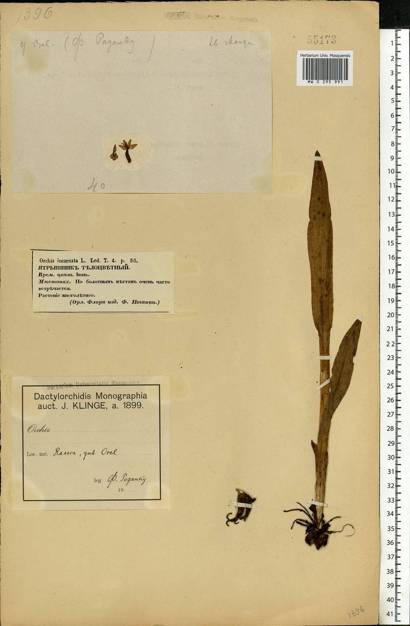 Dactylorhiza incarnata (L.) Soó, Eastern Europe, Central forest-and-steppe region (E6) (Russia)