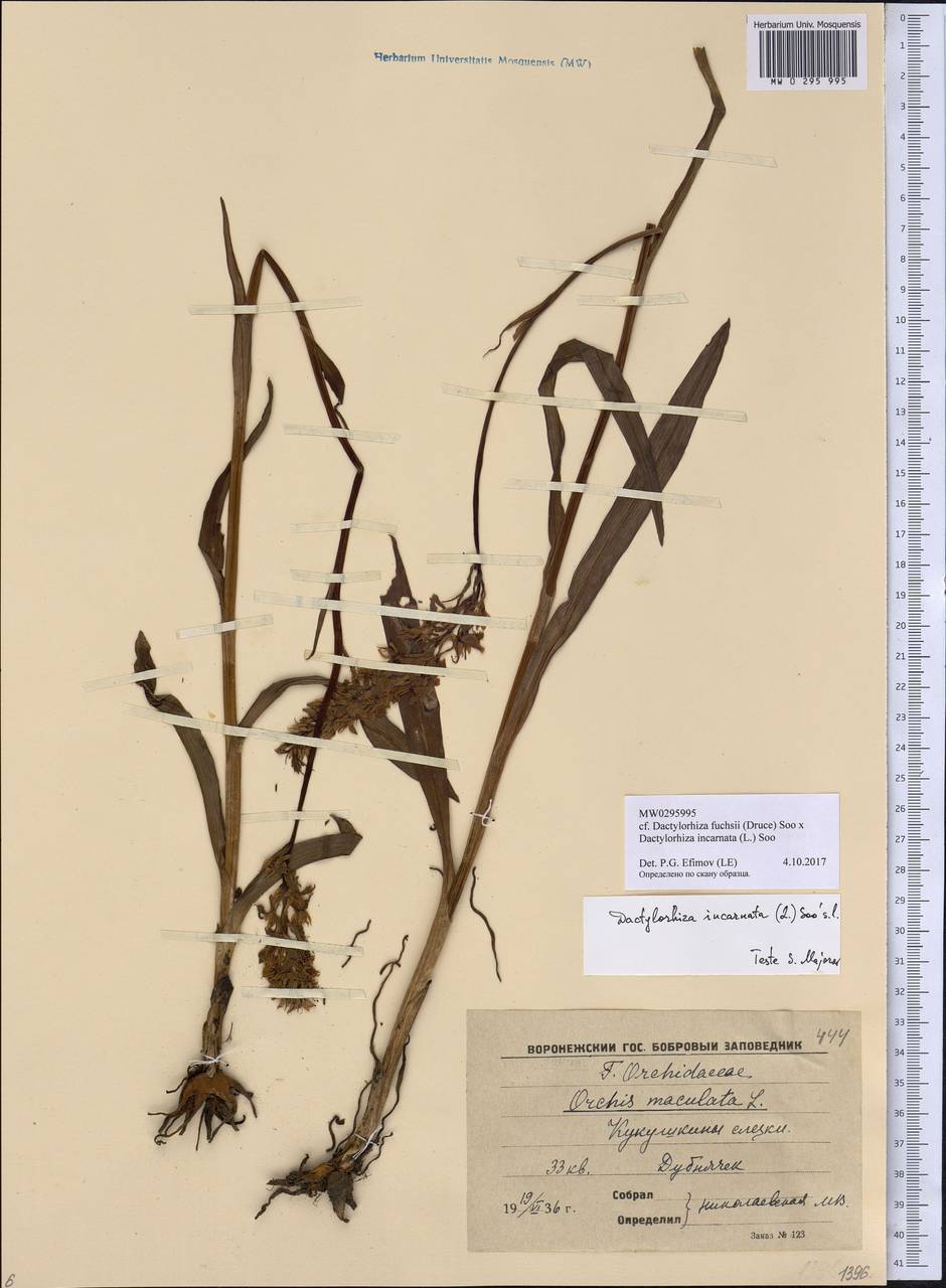 Dactylorhiza fuchsii × incarnata, Eastern Europe, Central forest-and-steppe region (E6) (Russia)