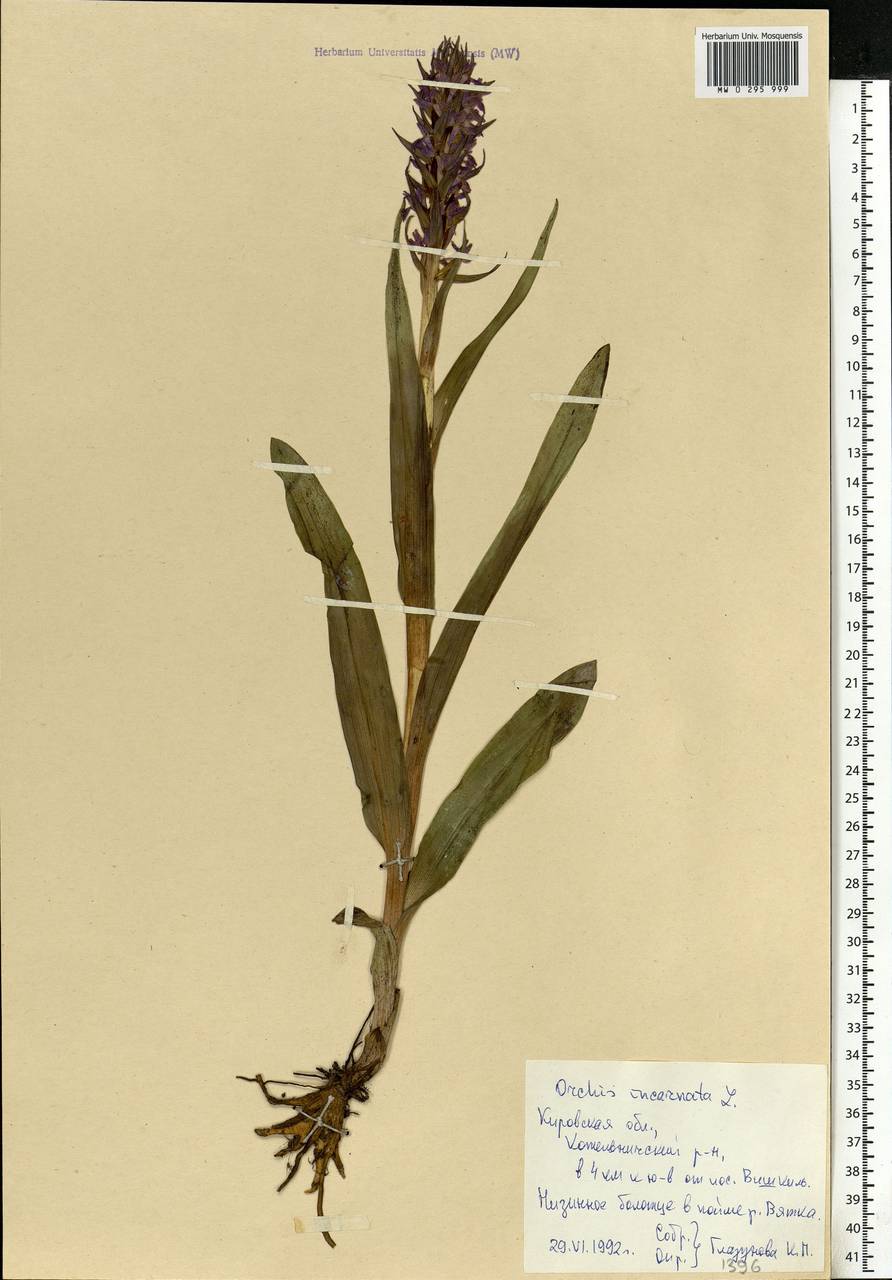 Dactylorhiza incarnata (L.) Soó, Eastern Europe, Volga-Kama region (E7) (Russia)