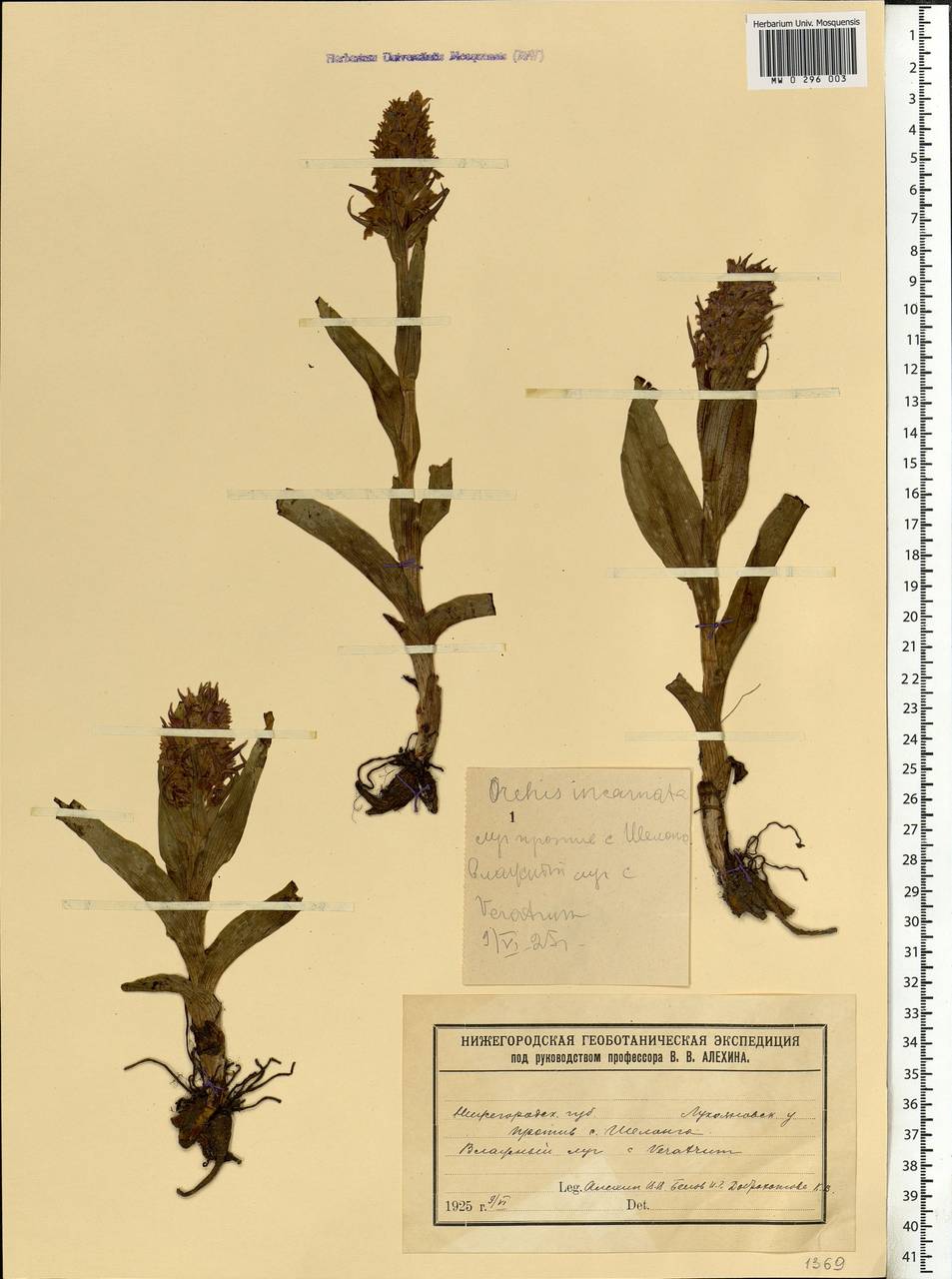 Dactylorhiza incarnata (L.) Soó, Eastern Europe, Volga-Kama region (E7) (Russia)