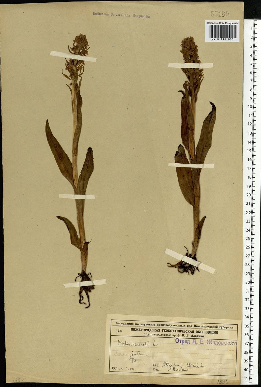 Dactylorhiza incarnata (L.) Soó, Eastern Europe, Volga-Kama region (E7) (Russia)