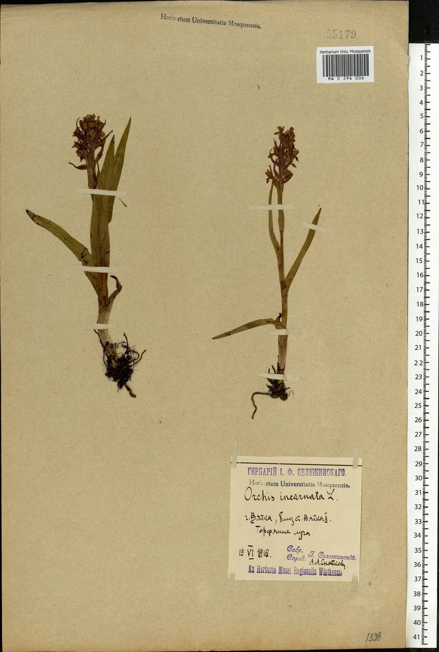 Dactylorhiza incarnata (L.) Soó, Eastern Europe, Volga-Kama region (E7) (Russia)