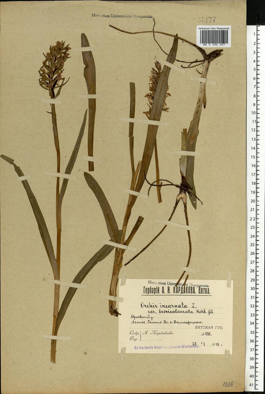 Dactylorhiza incarnata (L.) Soó, Eastern Europe, Volga-Kama region (E7) (Russia)