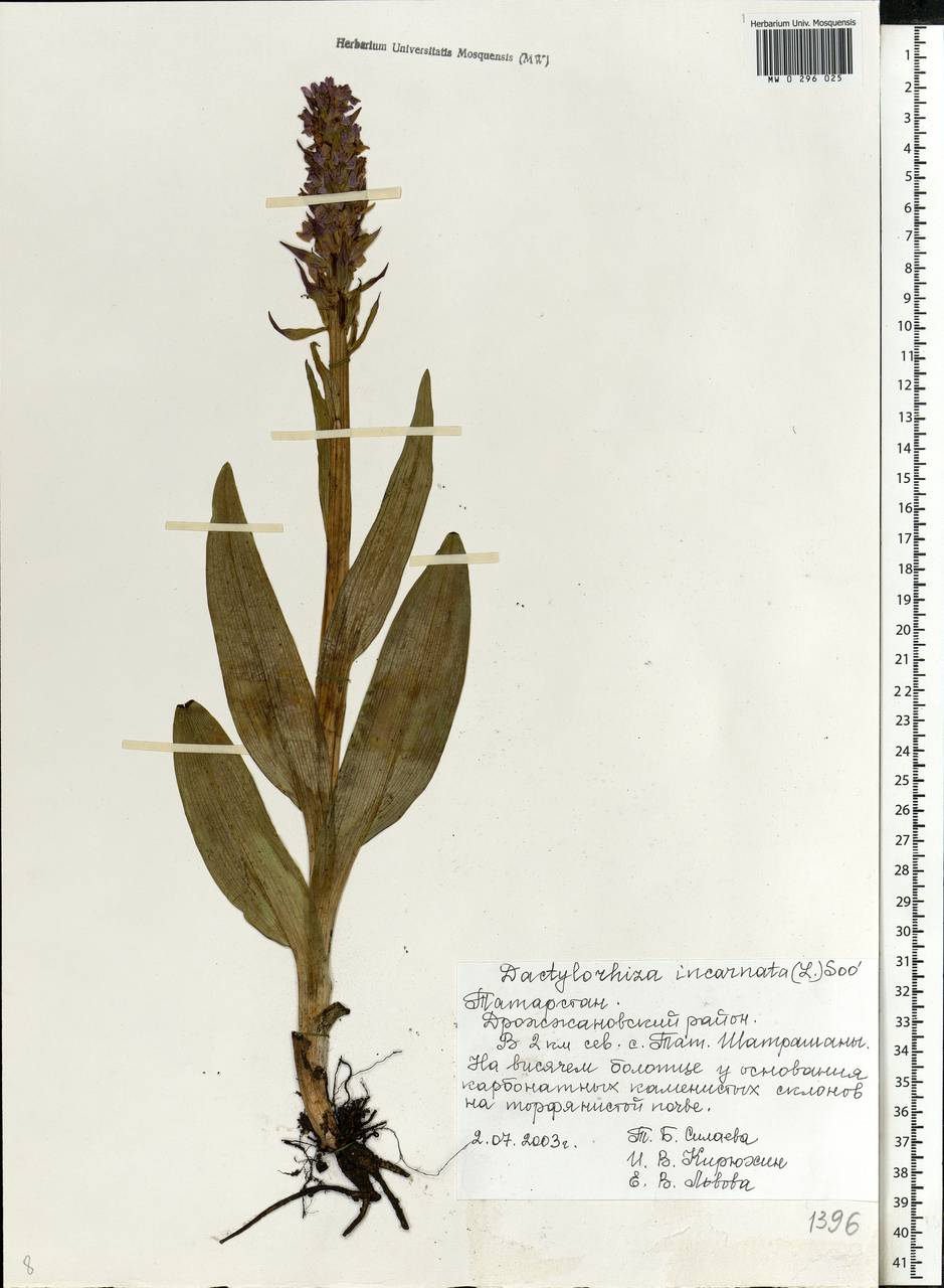 Dactylorhiza incarnata (L.) Soó, Eastern Europe, Middle Volga region (E8) (Russia)