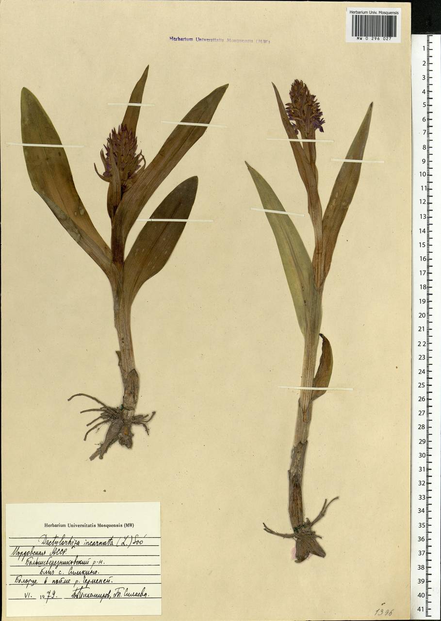 Dactylorhiza incarnata (L.) Soó, Eastern Europe, Middle Volga region (E8) (Russia)