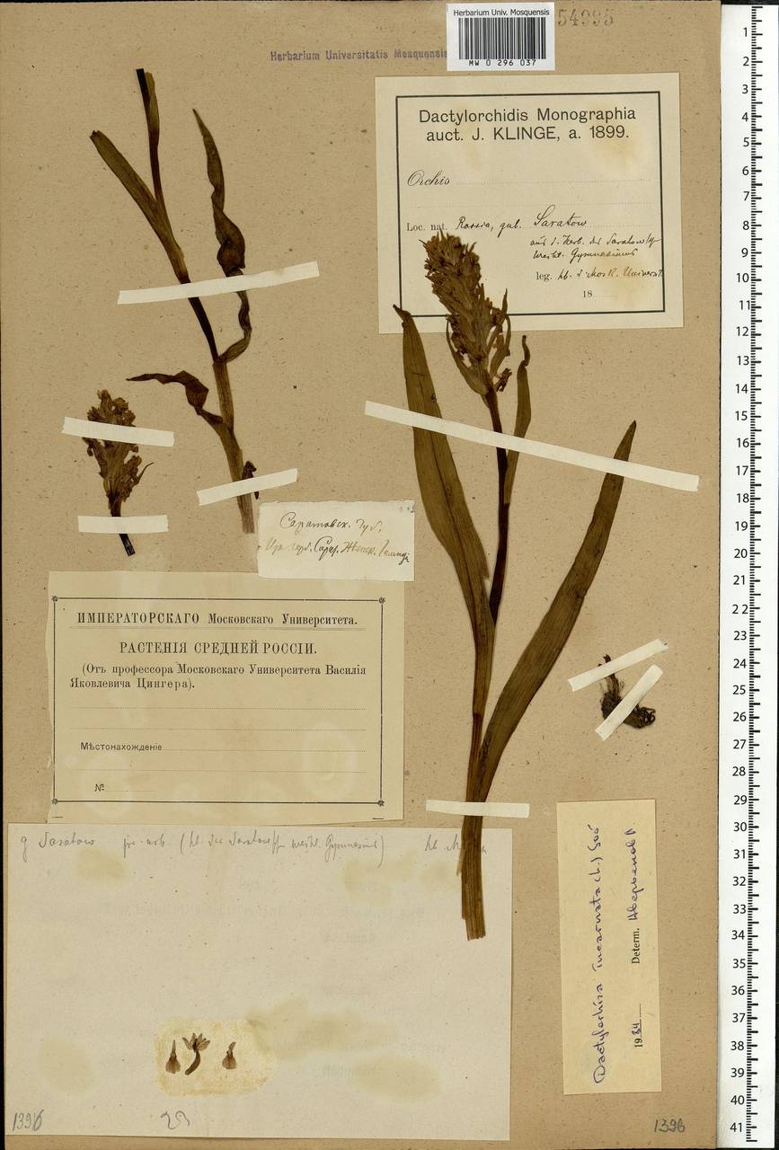 Dactylorhiza incarnata (L.) Soó, Eastern Europe, Lower Volga region (E9) (Russia)