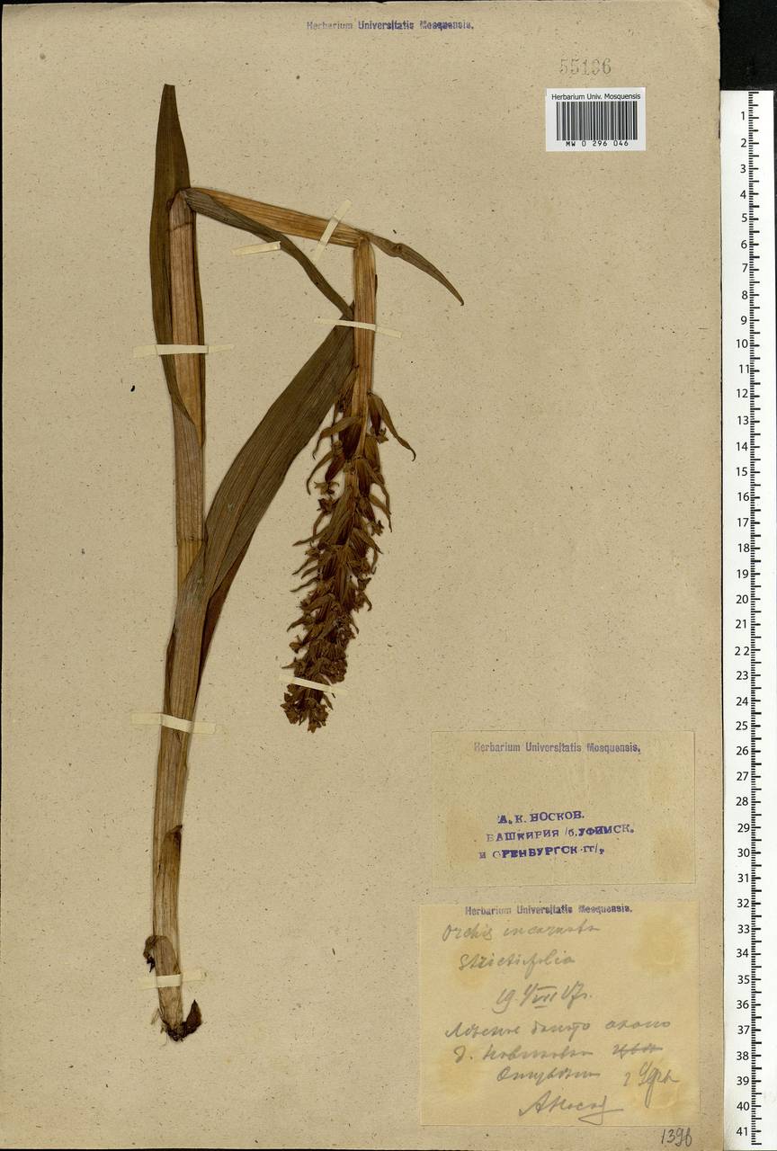 Dactylorhiza incarnata (L.) Soó, Eastern Europe, Eastern region (E10) (Russia)
