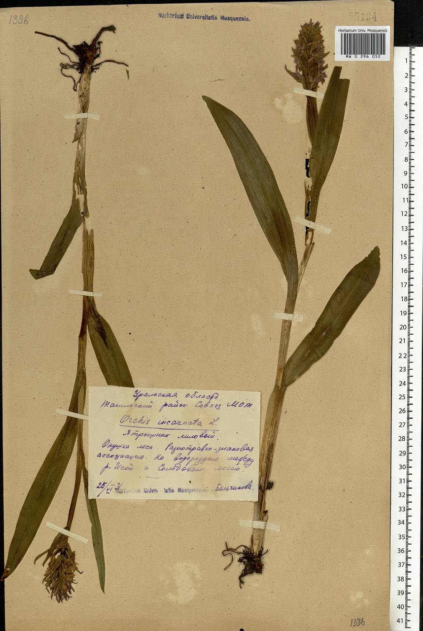 Dactylorhiza incarnata (L.) Soó, Eastern Europe, Eastern region (E10) (Russia)