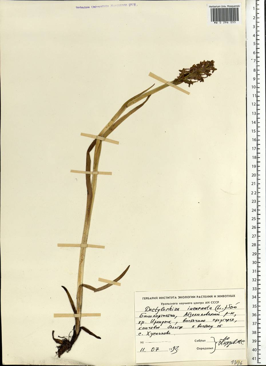 Dactylorhiza incarnata (L.) Soó, Eastern Europe, Eastern region (E10) (Russia)