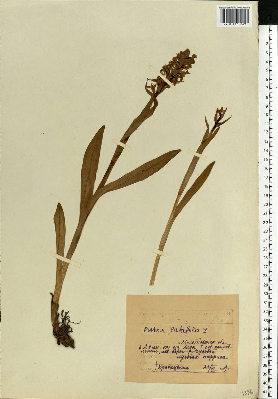 Dactylorhiza incarnata (L.) Soó, Eastern Europe, Eastern region (E10) (Russia)