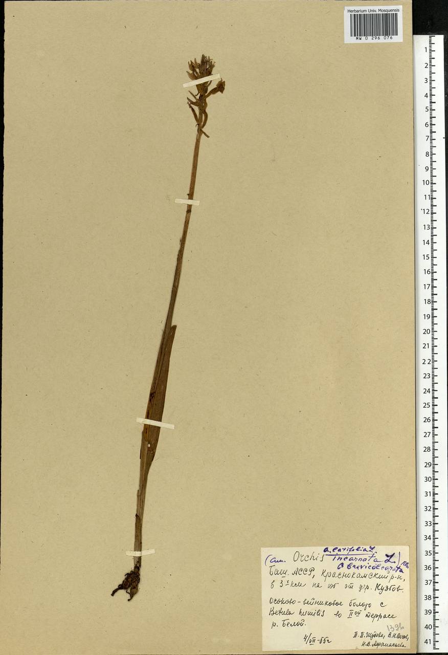 Dactylorhiza incarnata (L.) Soó, Eastern Europe, Eastern region (E10) (Russia)