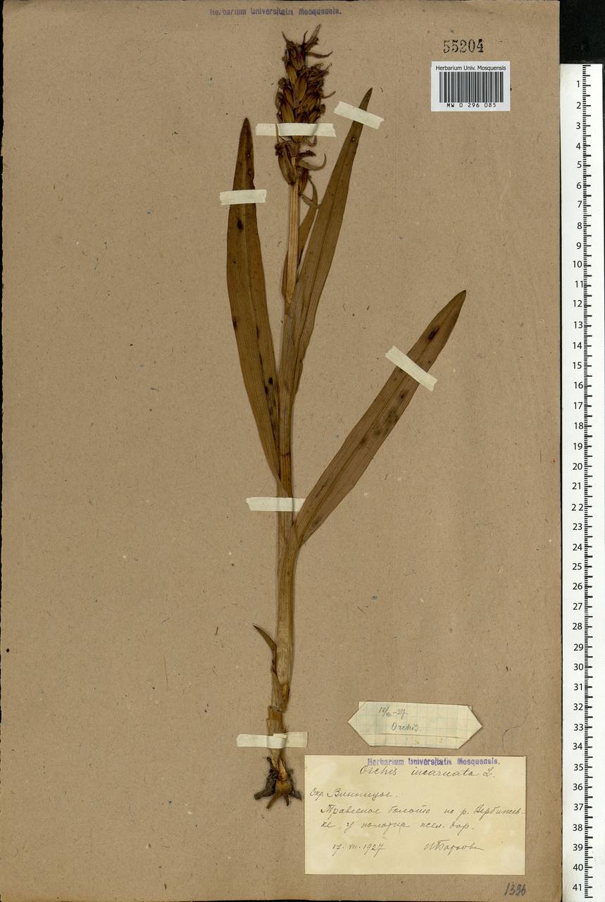 Dactylorhiza incarnata (L.) Soó, Eastern Europe, South Ukrainian region (E12) (Ukraine)
