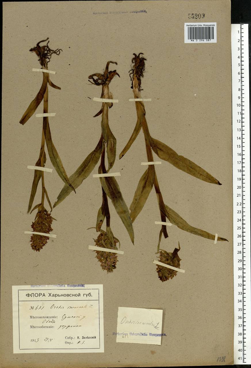 Dactylorhiza incarnata (L.) Soó, Eastern Europe, North Ukrainian region (E11) (Ukraine)